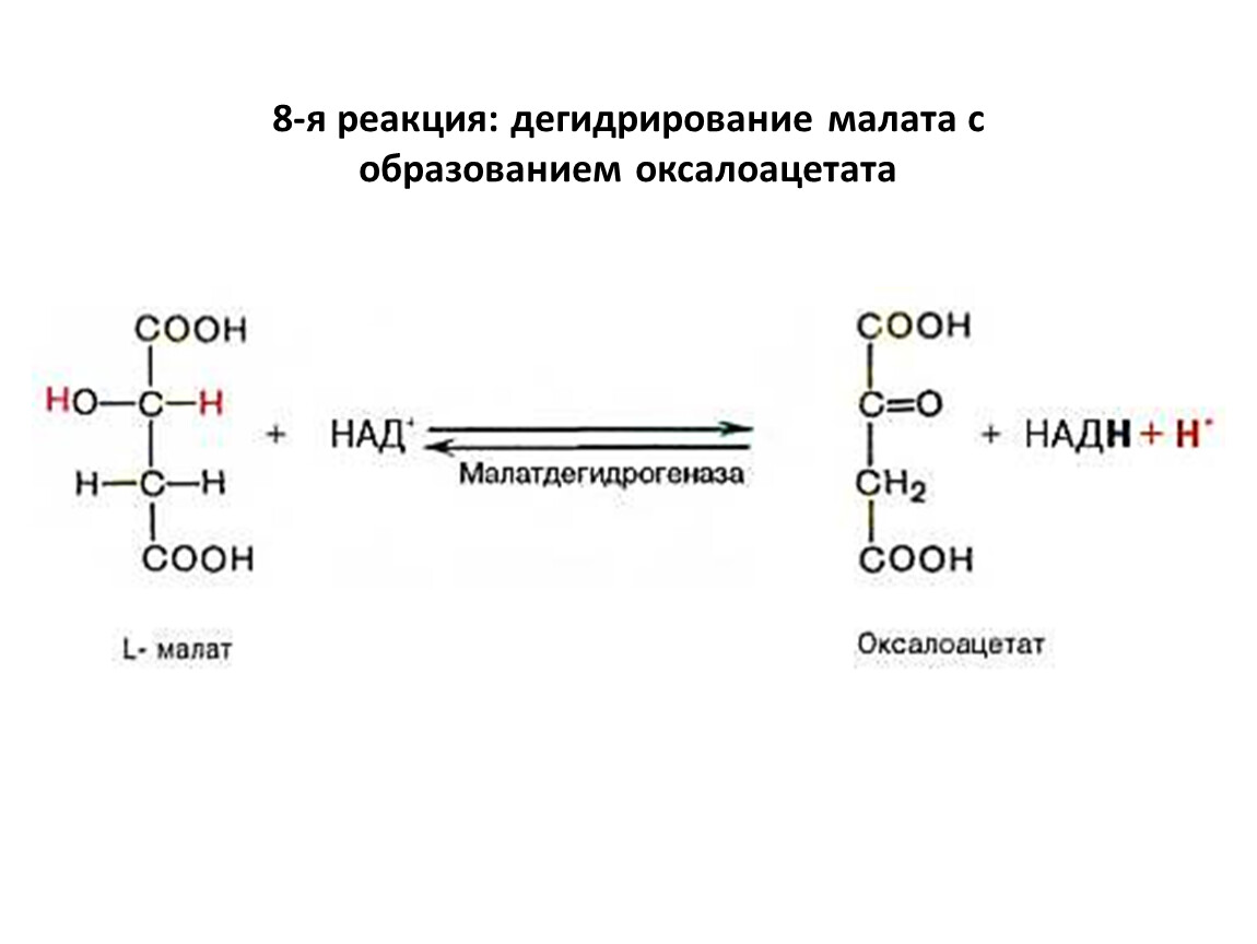 Реакция дегидрирования. Малат малатдегидрогеназа. Оксалоацетат малат пируват. Малат в оксалоацетат реакция витамин. Реакция окисления малата.