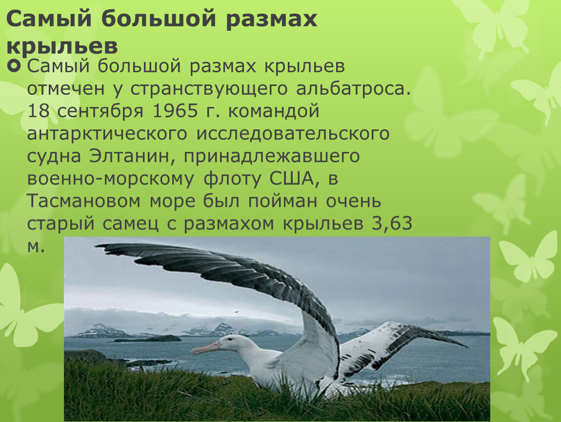 Большой размах. Альбатрос размах крыльев 3 метра. Самый большой размах крыльев. Самый большой размах крыльев у птиц. Птица с размахом крыльев 3 метра.