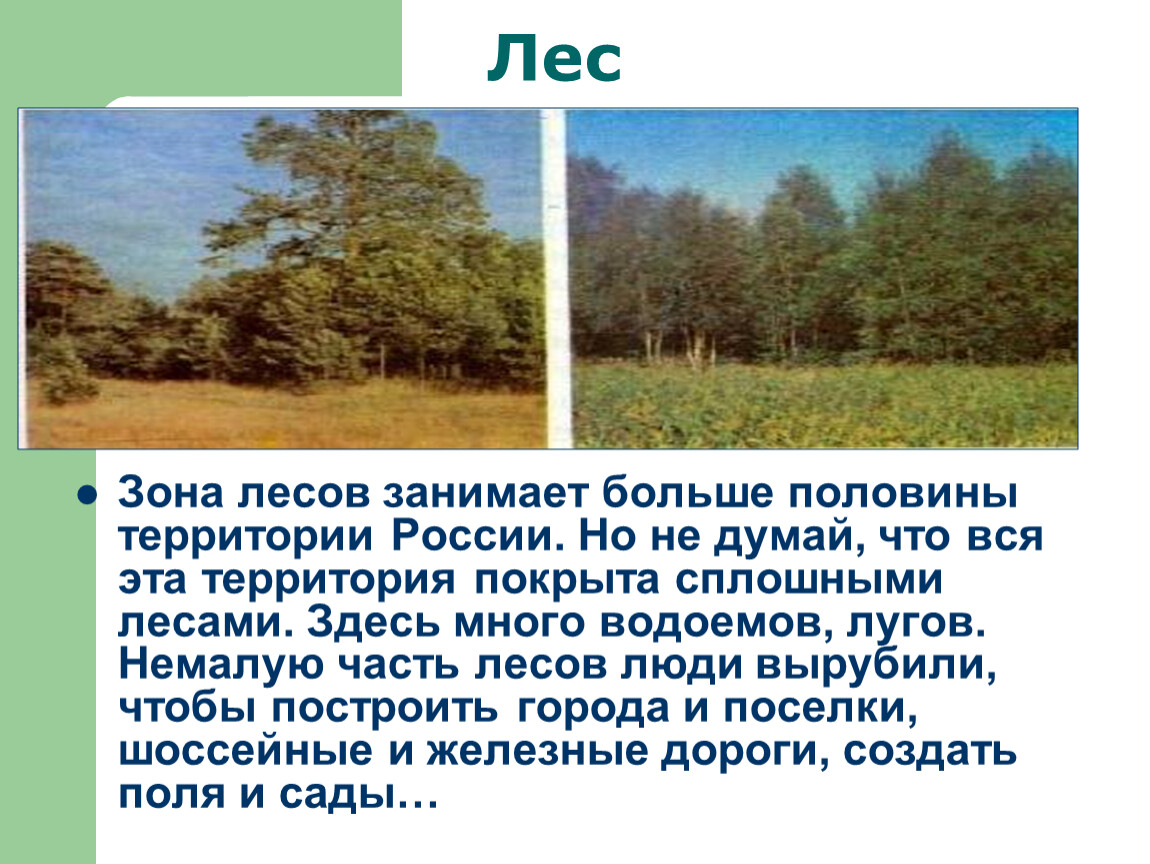 Тест лесные зоны россии. Природная зона лесов. Зона лесов 4 класс. Зона лесов 4 класс окружающий мир. Зона лесов занимает большую часть территории.