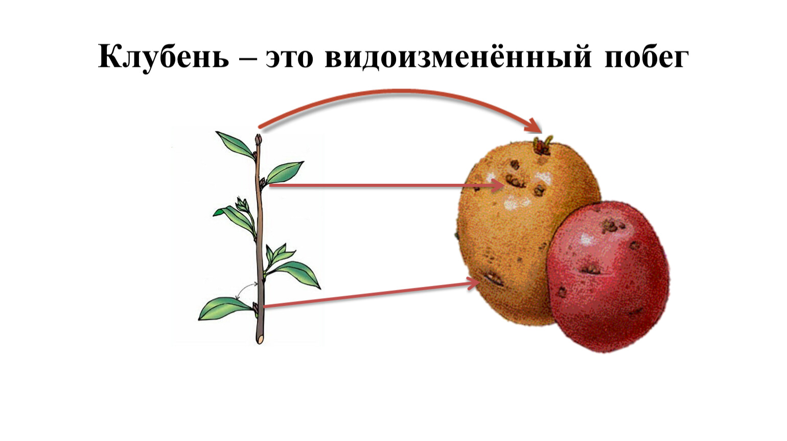 Побеговую природу клубня картофеля доказывает осевое строение. Видоизменённые побеги клубень картофеля. Докажите что клубень картофеля видоизмененный побег. Видоизменение побегов клубенёк картофеля. Клубень картофеля это видоизмененный.