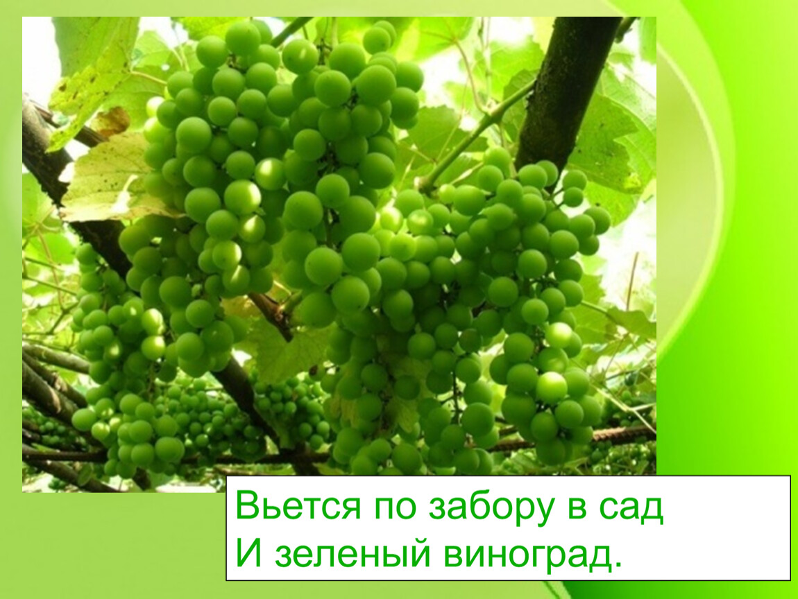 Виноград зеленый польза. Виноград зеленый. Зелёный виноград поздний. Зеленая виноградина. Огромный виноград зеленый.
