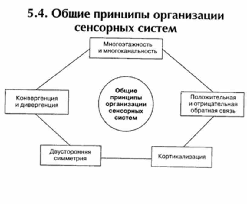 Принципы функционирования и развития систем. Общие принципы организации и функционирования сенсорных систем. принципы функционирования сенсорных систем. принципы организации сенсорных систем. общие принципы строения сенсорных систем.