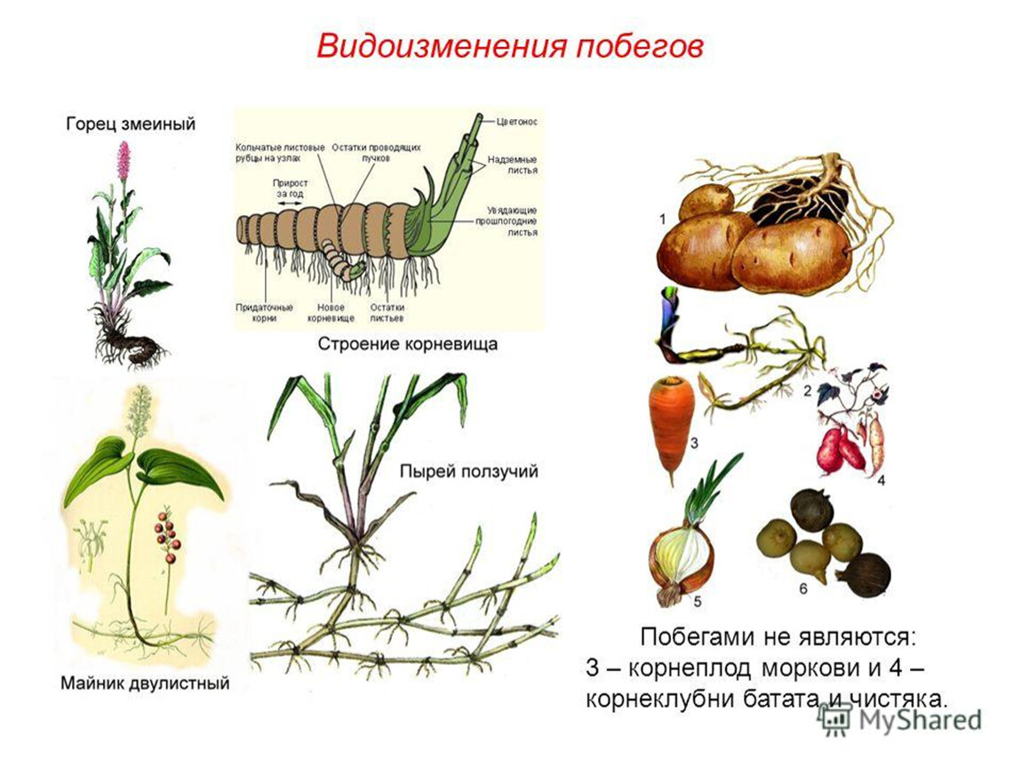 Видоизмененным побегом является. Видоизменённые побеги корнеплод моркови. Метаморфозы побега надземные и подземные таблица. Строение видоизменённых побегов таблица. Видоизменённые побеги морковь.