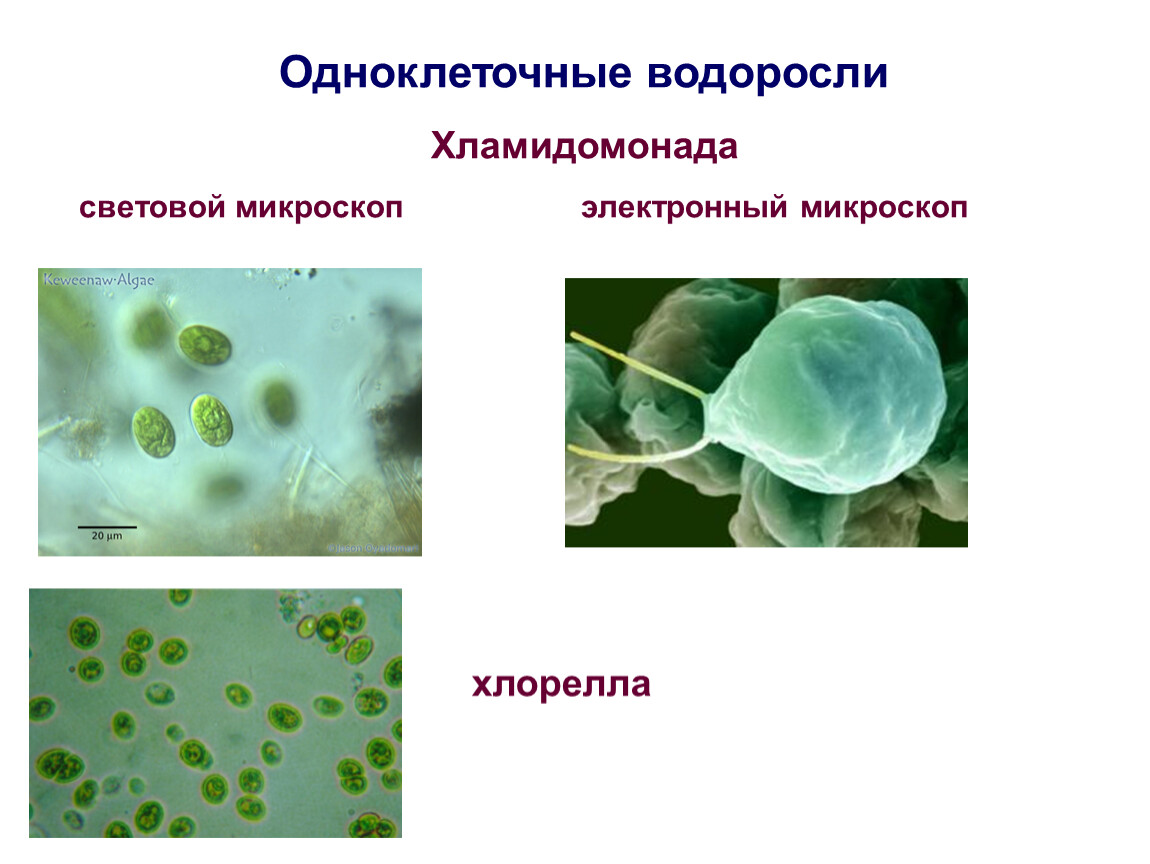 Почему бактерии вирусы одноклеточные водоросли. Одноклеточные и многоклеточные организмы 5 класс биология. Одноклеточные и много клеточные рганизы. Хламидомонада световой микроскоп. Биология 5 организмы одноклеточные многоклеточные.