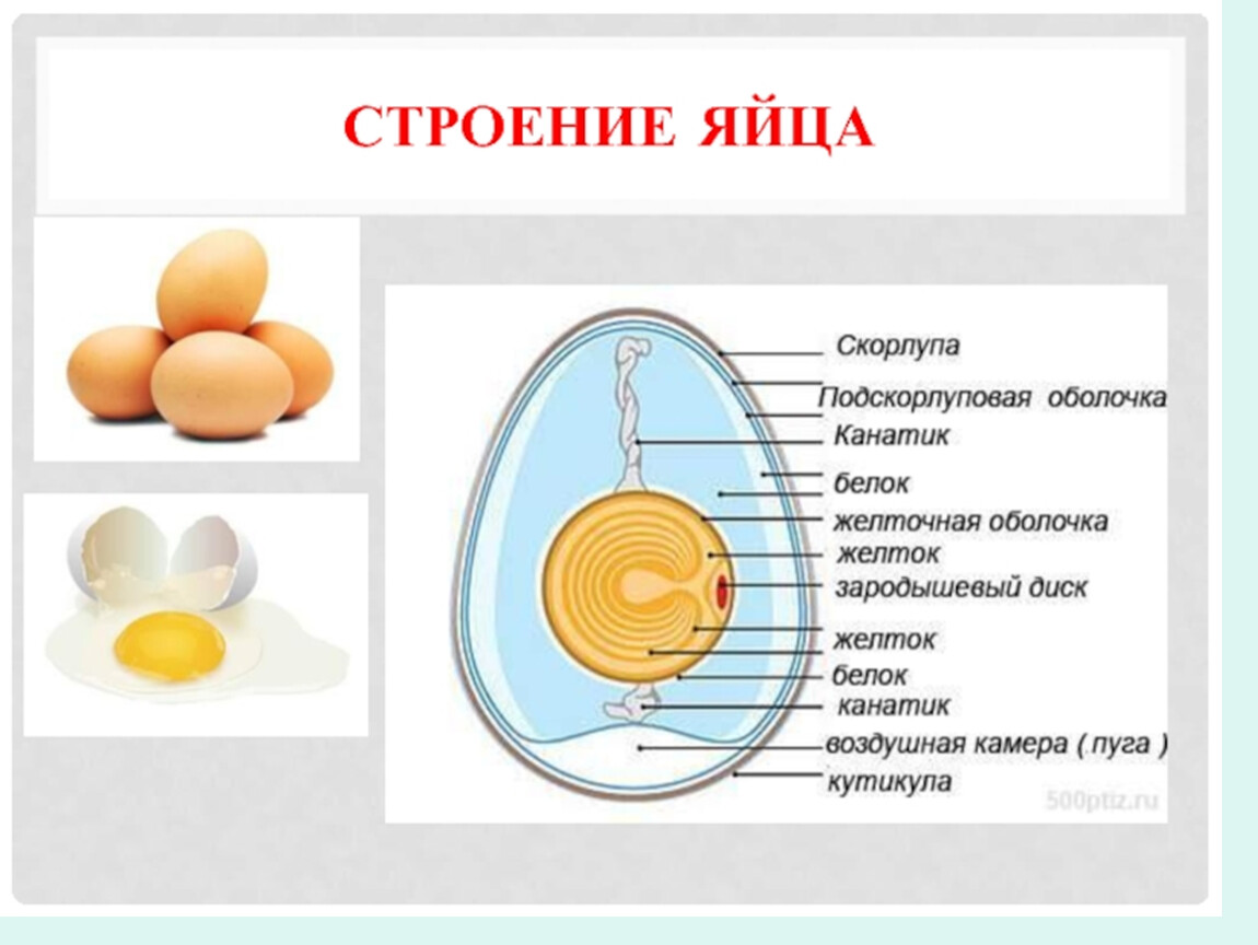 Куриное яйцо схема строения