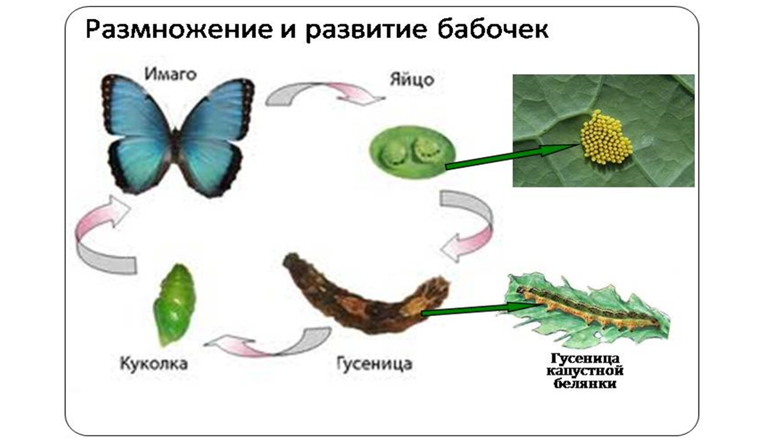 Стадии развития бабочки крапивницы рисунок 3 класс