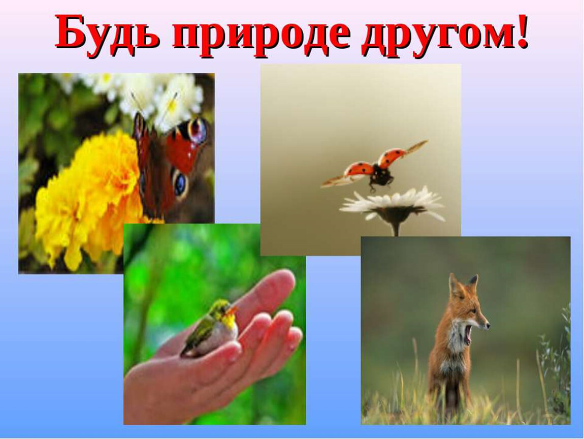 В среду другой страны. Растения и животные. Охрана природы и животных. Друзья на природе. Будь природе другом.