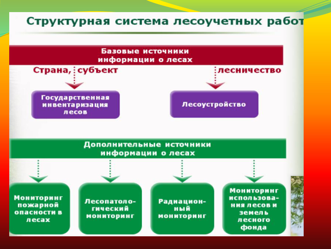 Федеральный орган управления лесным хозяйством. Система гос управления лесами. Государственное управление лесным хозяйством. Уровни государственного управления лесным хозяйством.