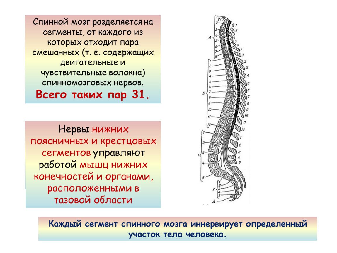 Прямо спинного. Строение спинного мозга биология. Функции спинномозгового канала спинного мозга. Спинной мозг строение и функции анатомия. Расположение спинного мозга биология 8 класс.