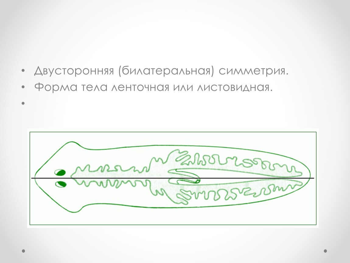 Двустороннюю симметрию тела имеет