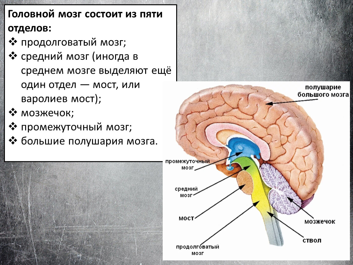 Центр голода в головном мозге. Варолиев мост средний мозг продолговатый мозг промежуточный мозг. Головной мозг продолговатый средний задний промежуточный. Продолговатый мозг,мост,средний мозг, мозжечок,промежуточный. Головной мозг состоит из пяти отделов.