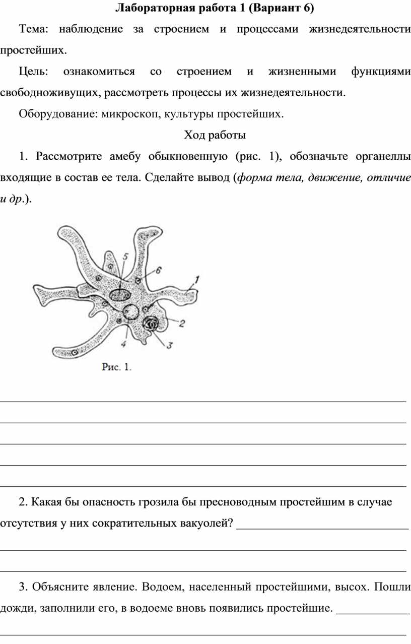 Лабораторная работа простейшие. Лабораторная работа. Лабораторная работа строение простейших. Практическая работа простейшие.