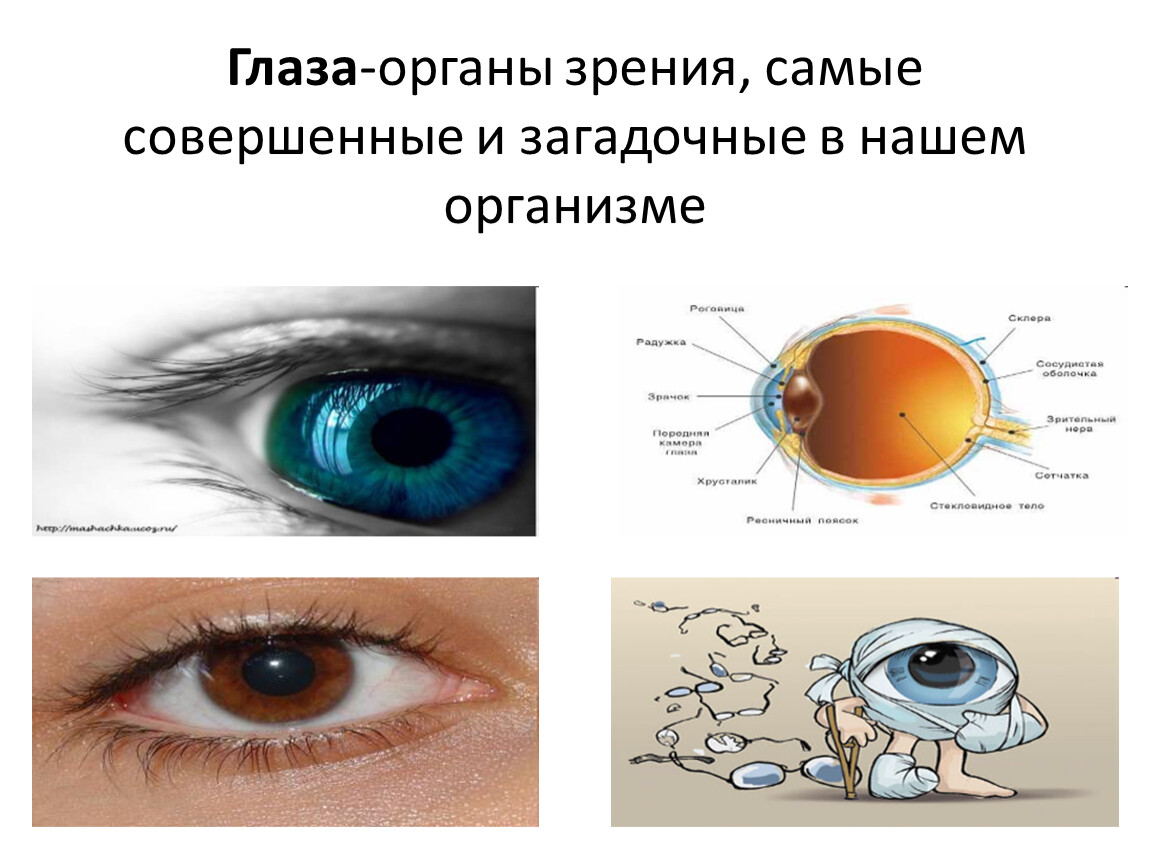 Глаза это орган чувств. Орган зрения. Глаз орган. Орган зрения плакат. Глаз для презентации.