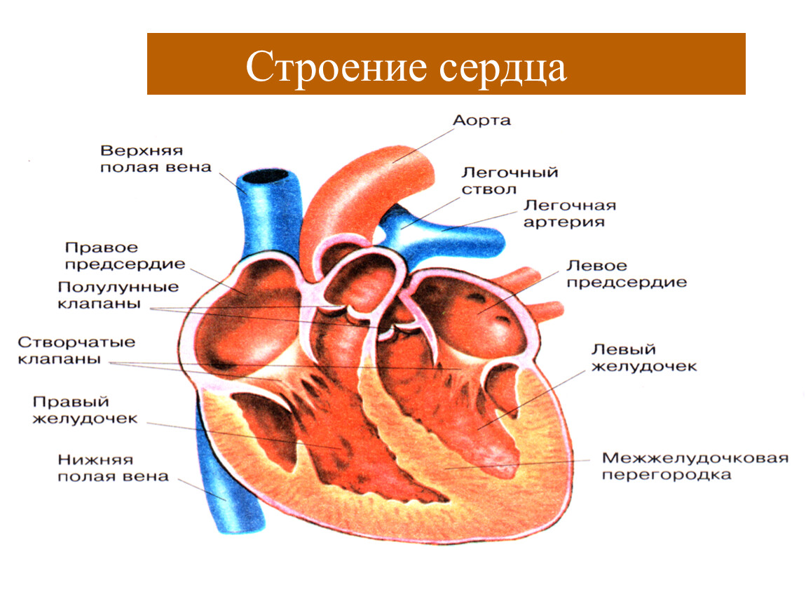 Из каких состоит сердце. Опишите строение сердца. 3. Опишите строение сердца. Строение сердца по отделам. Рис 41 строение сердца.