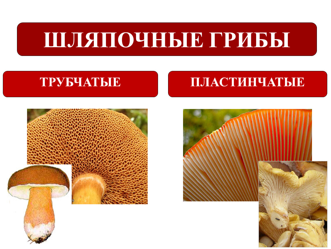 Различие трубчатых грибов. Шляпочные и пластинчатые грибы. Шляпочные грибы трубчатые и пластинчатые. Шляпочные пластинчатые грибы съедобные. Многоклеточные грибы трубчатые.