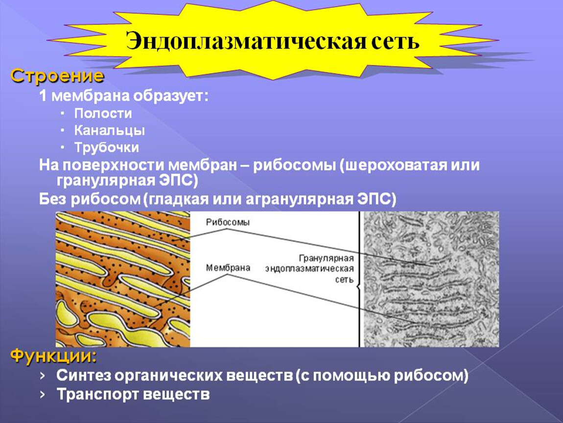 Какая структура клетки изображена на рисунке эндоплазматическая сеть