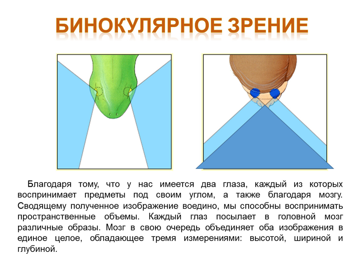 Также благодаря. Бинокулярное зрение биология 8 класс. Благодаря тому что. Что такое бинокулярное выравнивание?.