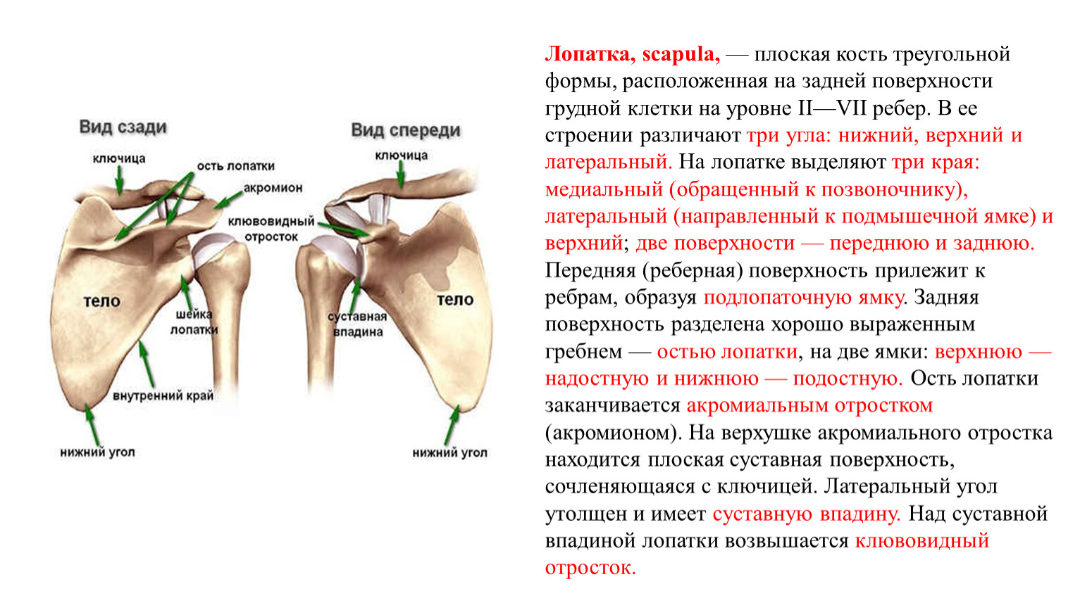Анатомия суставной впадины лопатки