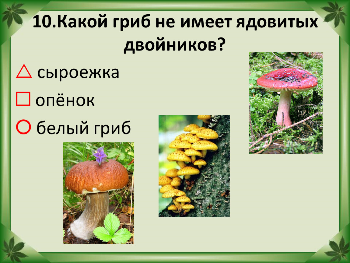 Тест окружающий мир 2 класс лесные опасности. Какой гриб не имеет ядовитых двойников. Какой гриб не имеет ядовитых двойников сыроежка опенок белый гриб. Ядовитый гриб двойник белого гриба. Какой гриб не имеет ядовитых двойников сыроежка.
