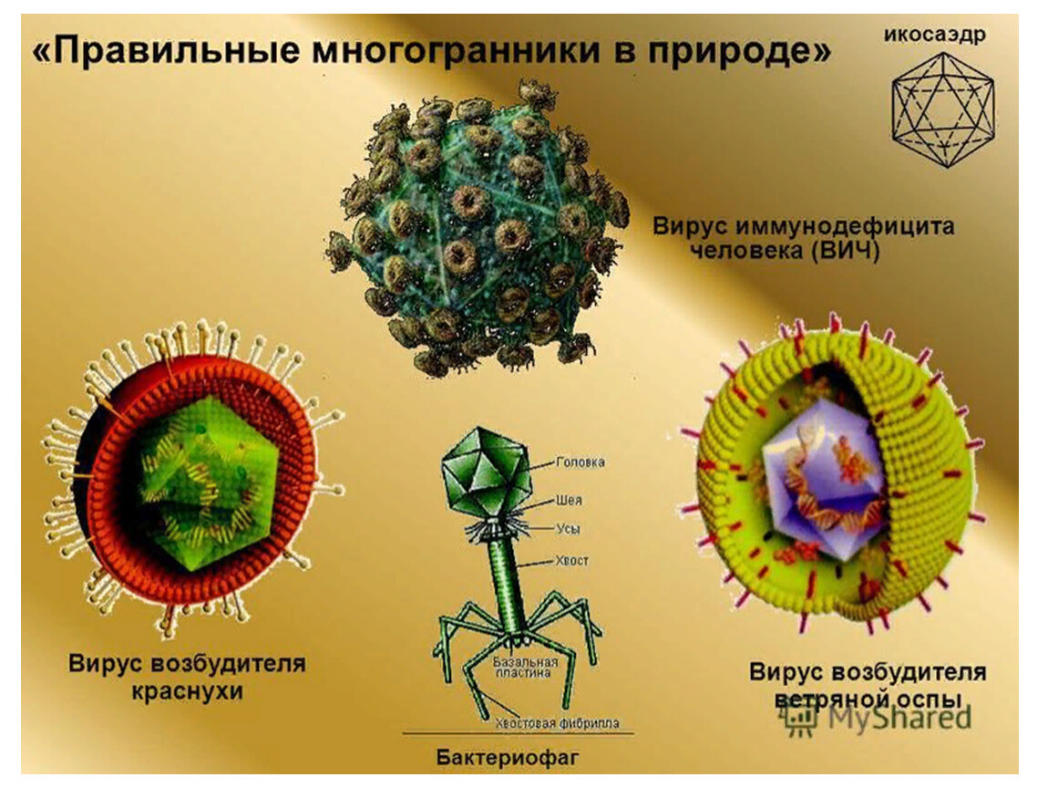 Вирусы имеют. Икосаэдрический капсид вируса. Вирусы в форме икосаэдра. Вирусы в форме многогранников. Многогранники в природе вирусы.