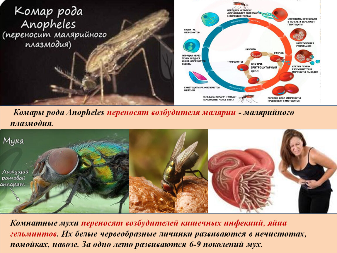 Комары переносчики заболеваний. Комары рода Anopheles переносят возбудителей. Комар рода Anopheles переносчик. Комары рода анофелес переносчики возбудителей. Возбудитель малярии – малярийный плазмодий переносится.