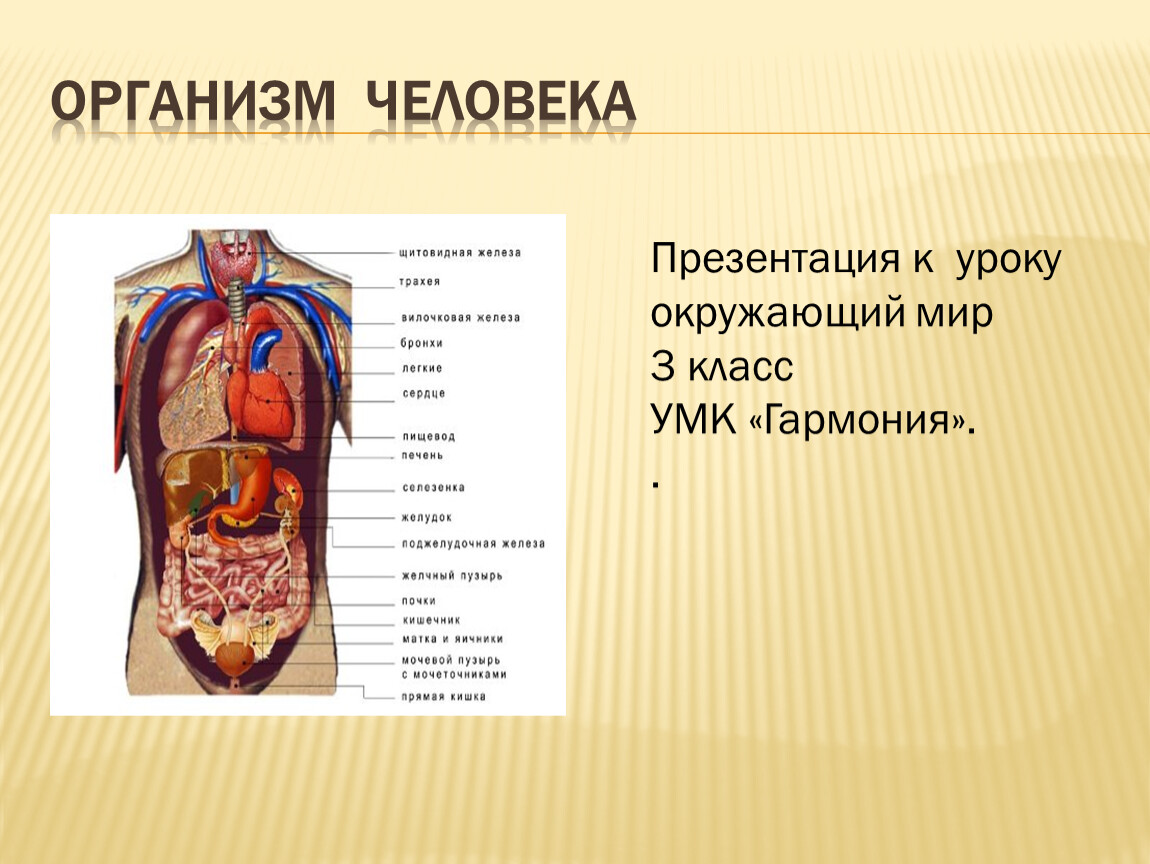 Внутреннее строение человеческого. Строение тела человека. Строение организма человека. Анатомия человека органы. Анатомия строение органов.