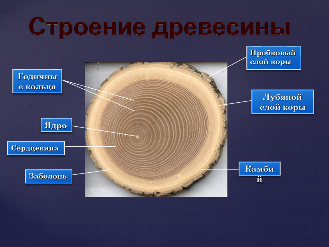 Внутренний слой коры