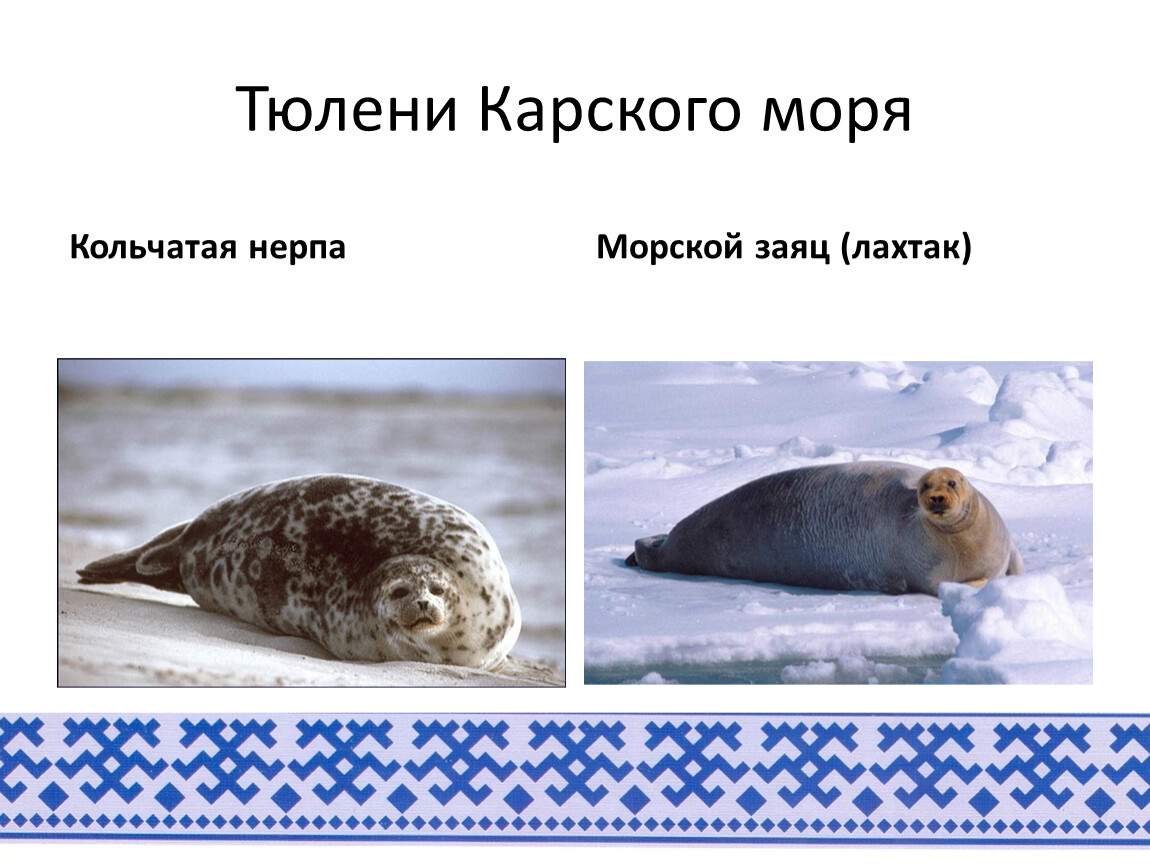 Карское море презентация