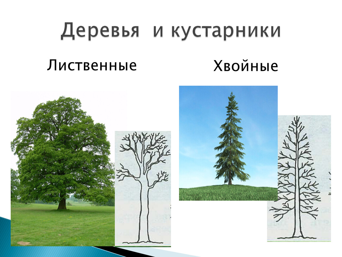 Деревья сравнение. Лиственные породы. Лиственные деревья и кустарники. Лиственные породы деревьев. Лиственные кустарники и лиственные деревья.