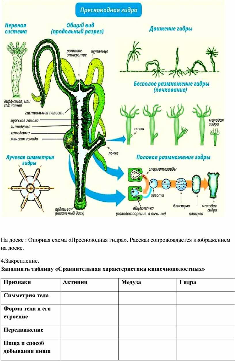 Схема строения нервной системы гидры