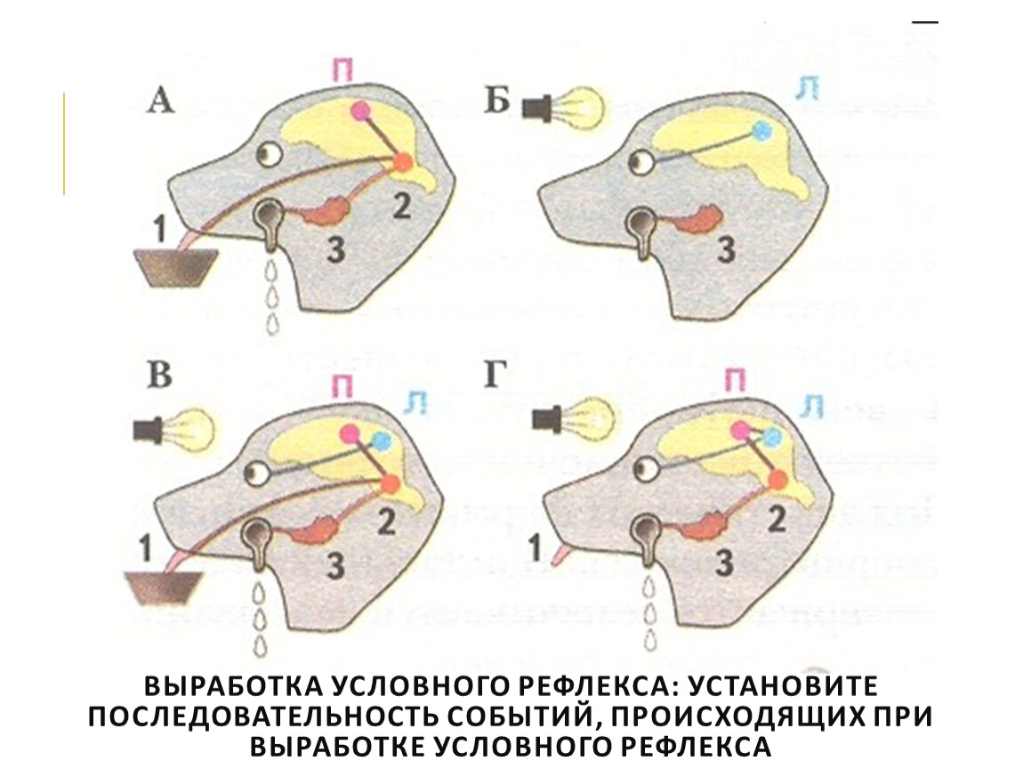 Схема выработки условного рефлекса