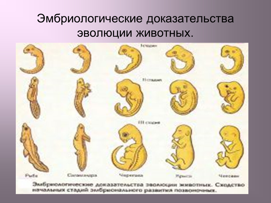 Палеонтологические и эмбриологические доказательства