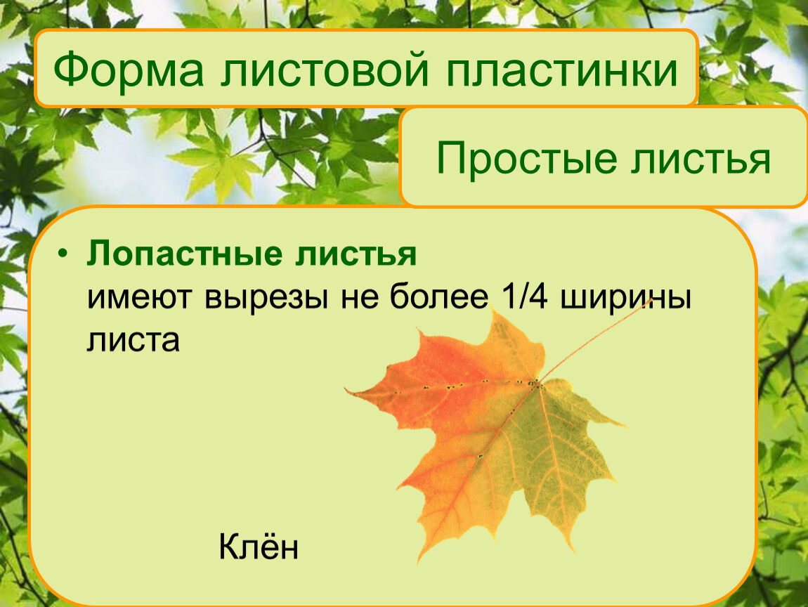 Презентация на тему лист. Лист клена форма листовой пластинки. Форма листовой пластинки дуба. Форма листовой пластинки клена остролистного. Форма основания листа клена.