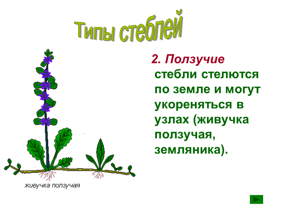 Тема стебель по биологии 6 класс. Типы роста стебля. Типы стеблей растений. Ползучий стебель. Ползучий вид стебля.