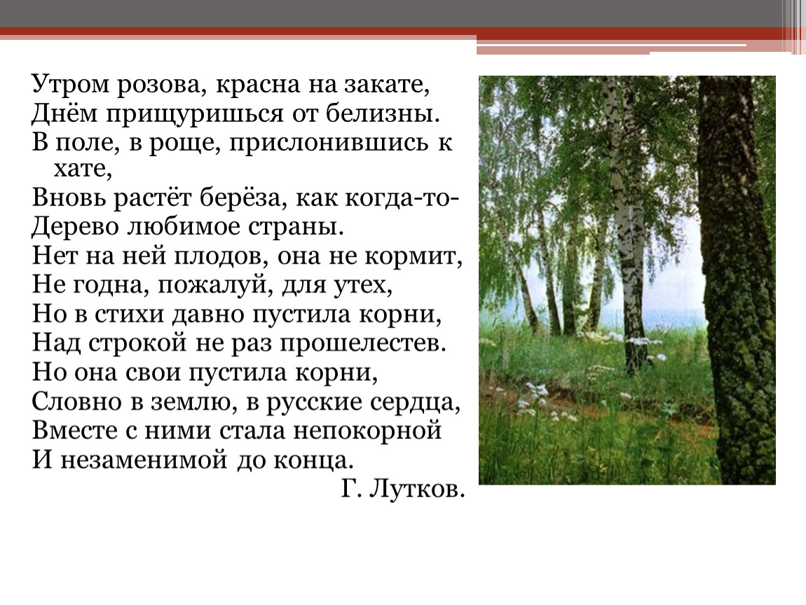 Рассказ березовая роща 4 класс. Описание березовой Рощи. Рассказ на тему Берёзовая роща. Берёзовая роща текст. Небольшой рассказ про березовую рощу.