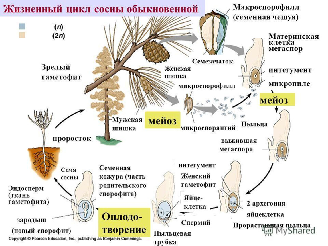 Семенное размножение схема