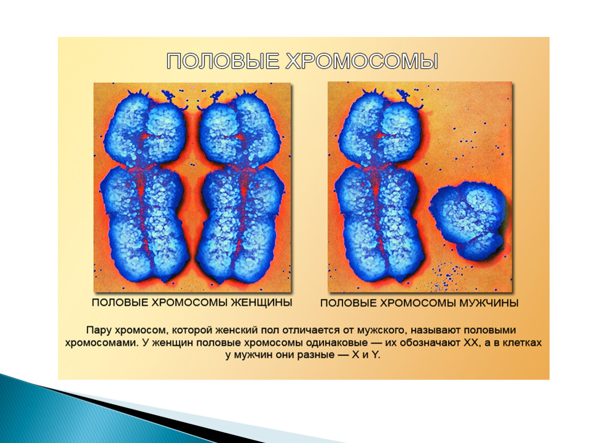 Генетика пола 10 класс биология презентация. Женские и мужские хромосомы. Половые хромосомы мужчин и женщин. Женские хромосомы. Половые хромосомы мужчины.