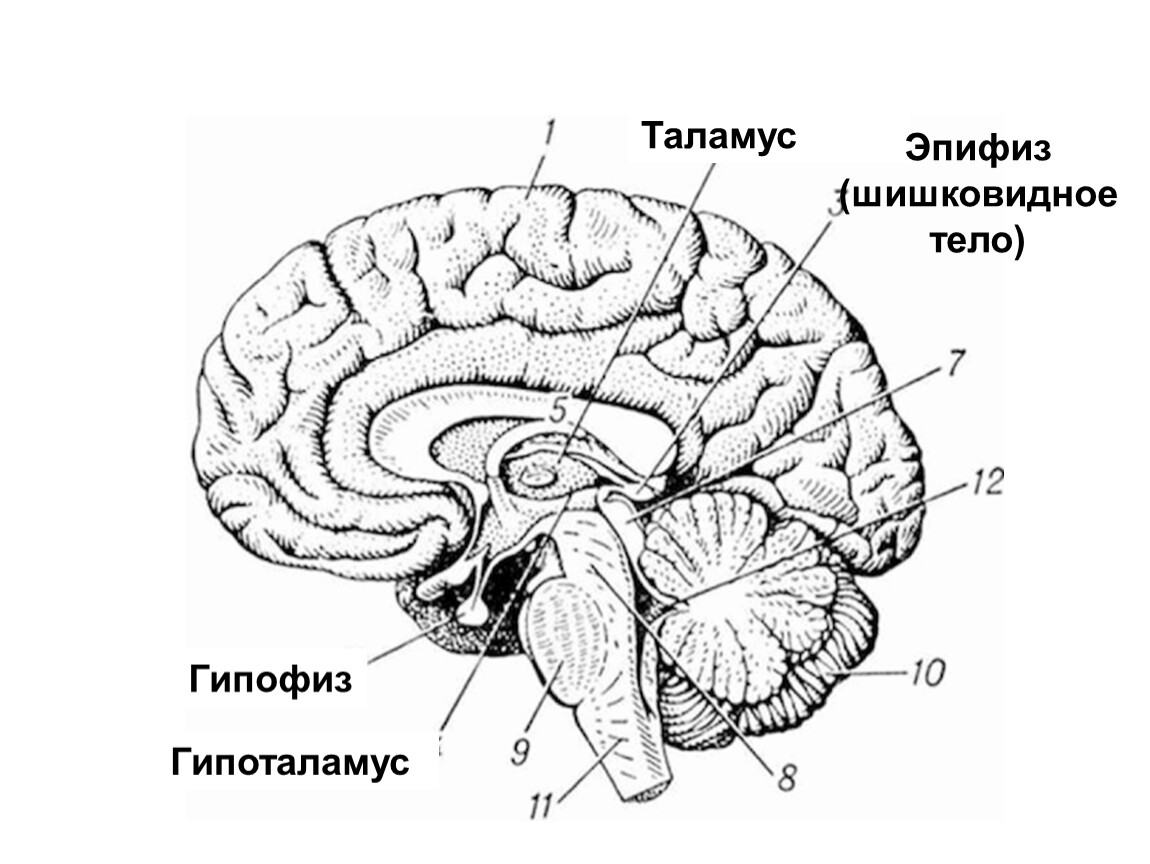 Рассмотрите рисунок с изображением отдела головного мозга человека