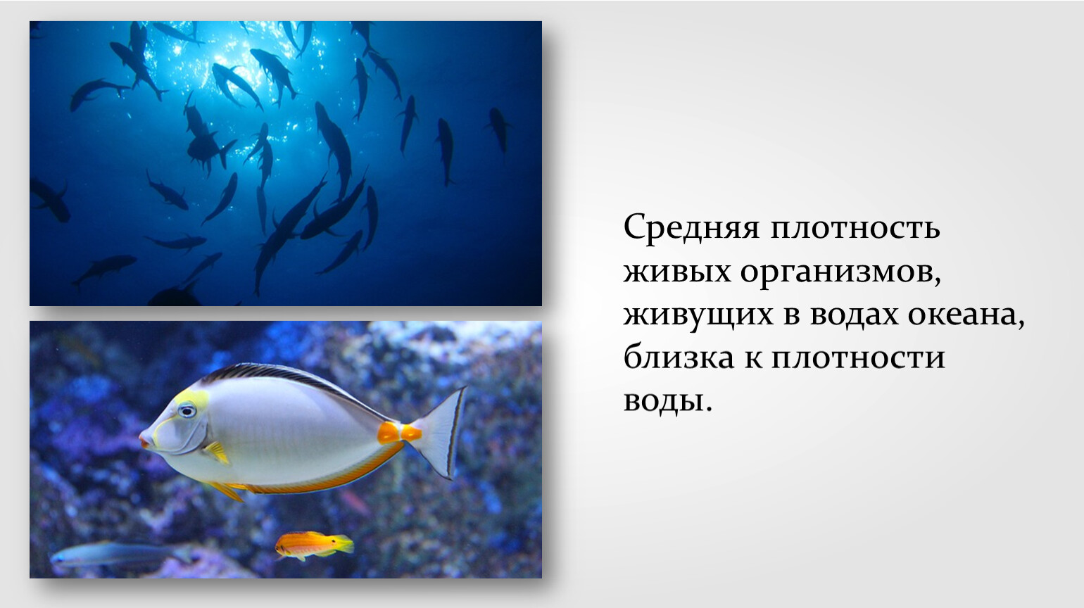 Живые организмы в воде. Плавание живых организмов. Средняя плотность живых организмов. Плотность воды в океане. Рыбы плавание тел.