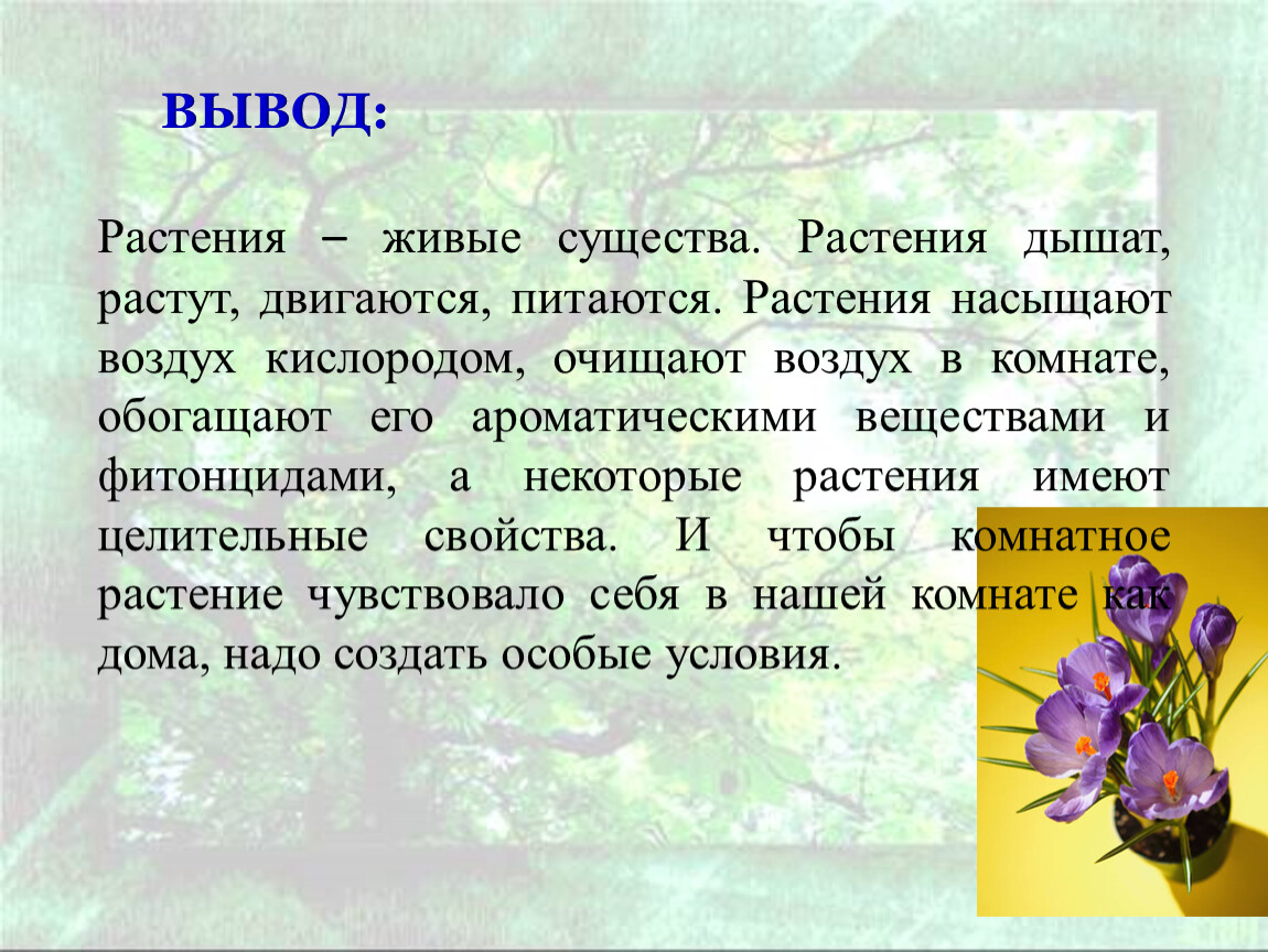 Цветочки сочинение. Вывод про растения. Растения живые существа. Проект на тему цветов. Сочинение на тему растения.