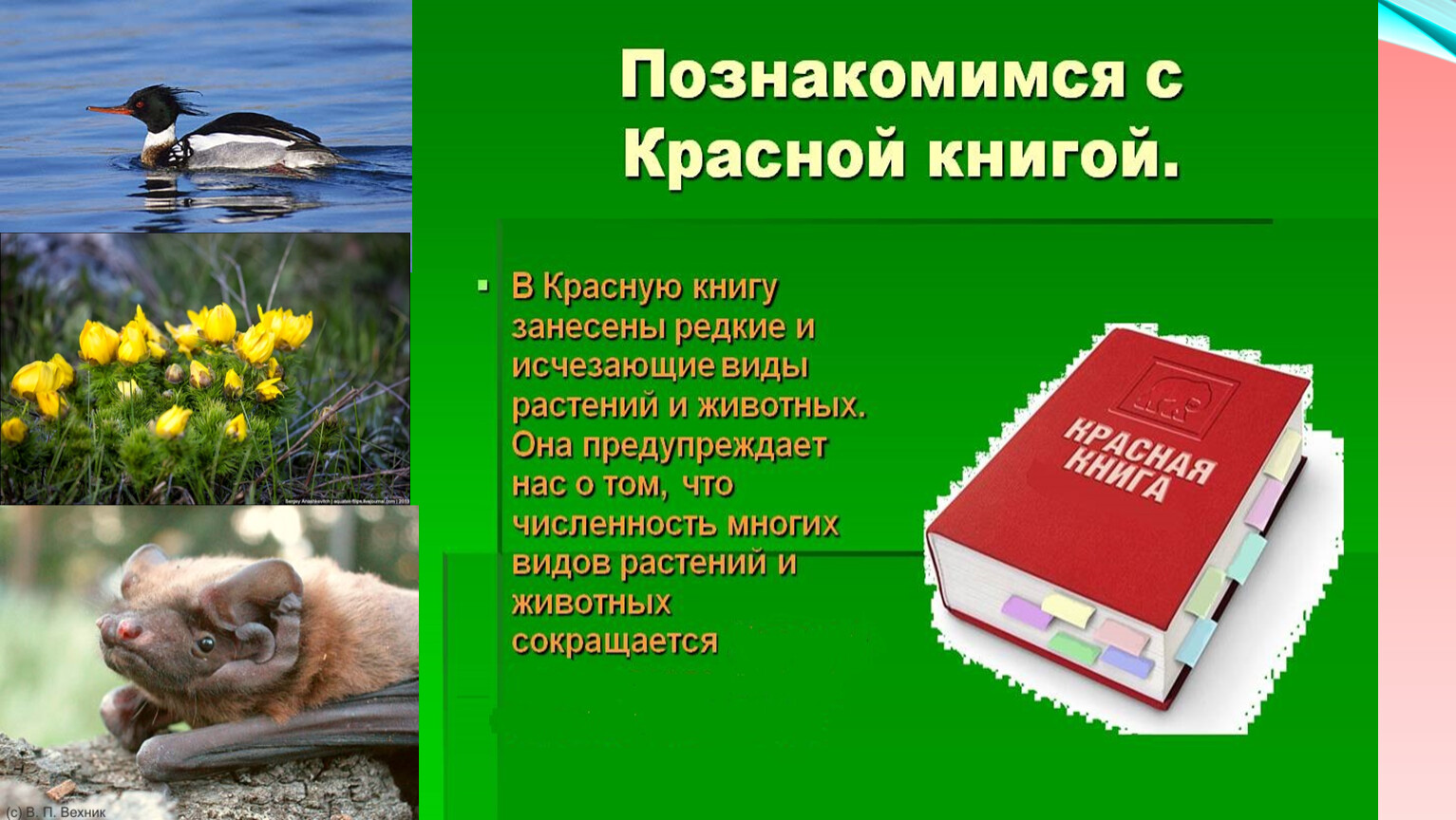 Животные и растения красной книги Крыма