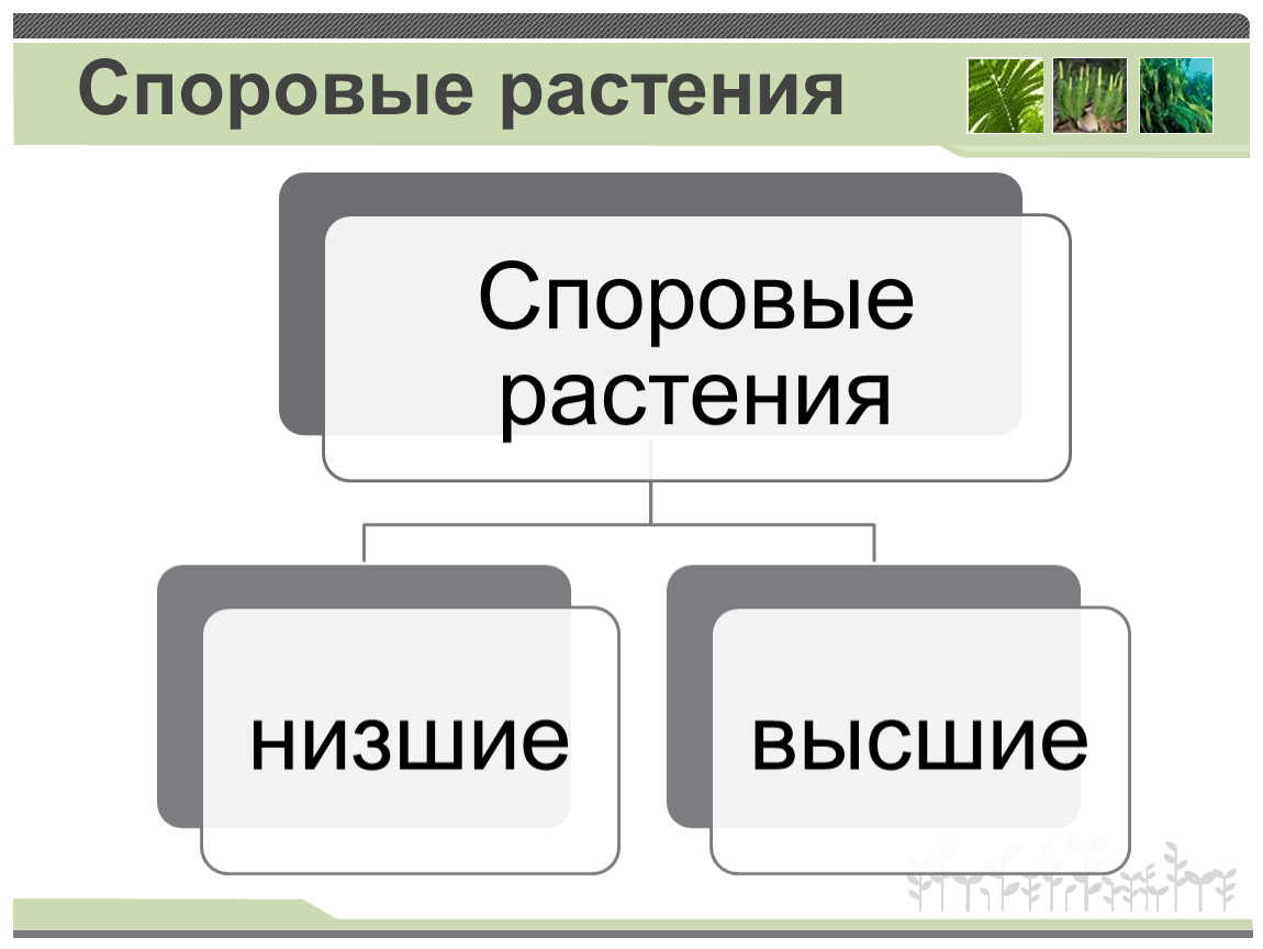 Низшие споровые растения