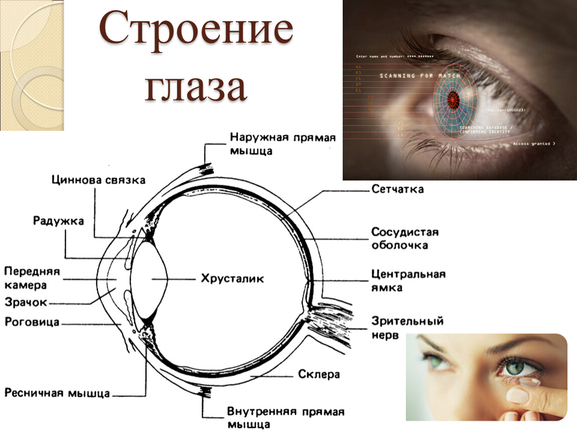 Следующие структуры глаза. Строение глаза сбоку. Строение глаза человека схема. Строение глаза с названиями его частей. Строение глаза человека схема анатомия.
