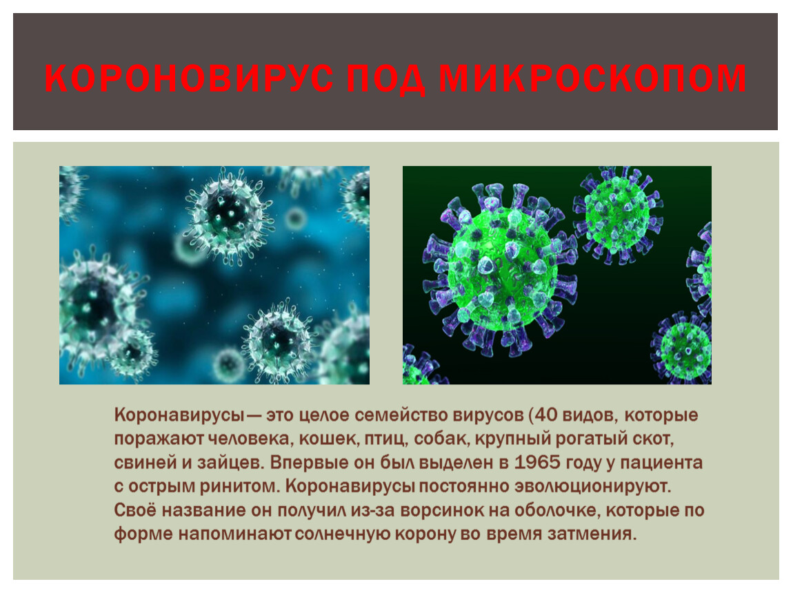 Возбудителем коронавирусной инфекции является вирус семейства. Коронавирус строение под микроскопом. Вирус гриппа и коронавирус. Вирус гриппа под микроскопом и коронавирус. Вирус коронавирус под микроскопом.