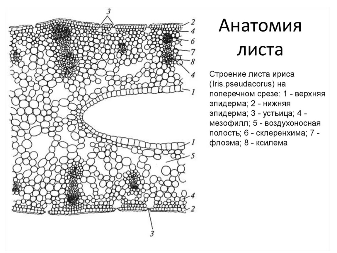 Строение страницы. Поперечный срез листа ириса. Поперечный срез листа касатика. Эпидерма листа ириса на поперечном срезе. Поперечный срез листа ириса германского.