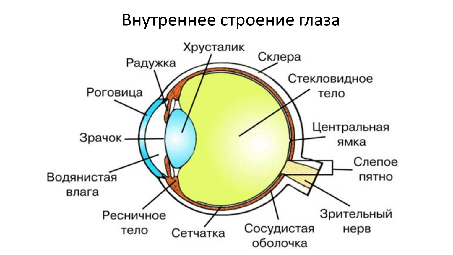 Зрительный анализатор рисунок 8 класс биология