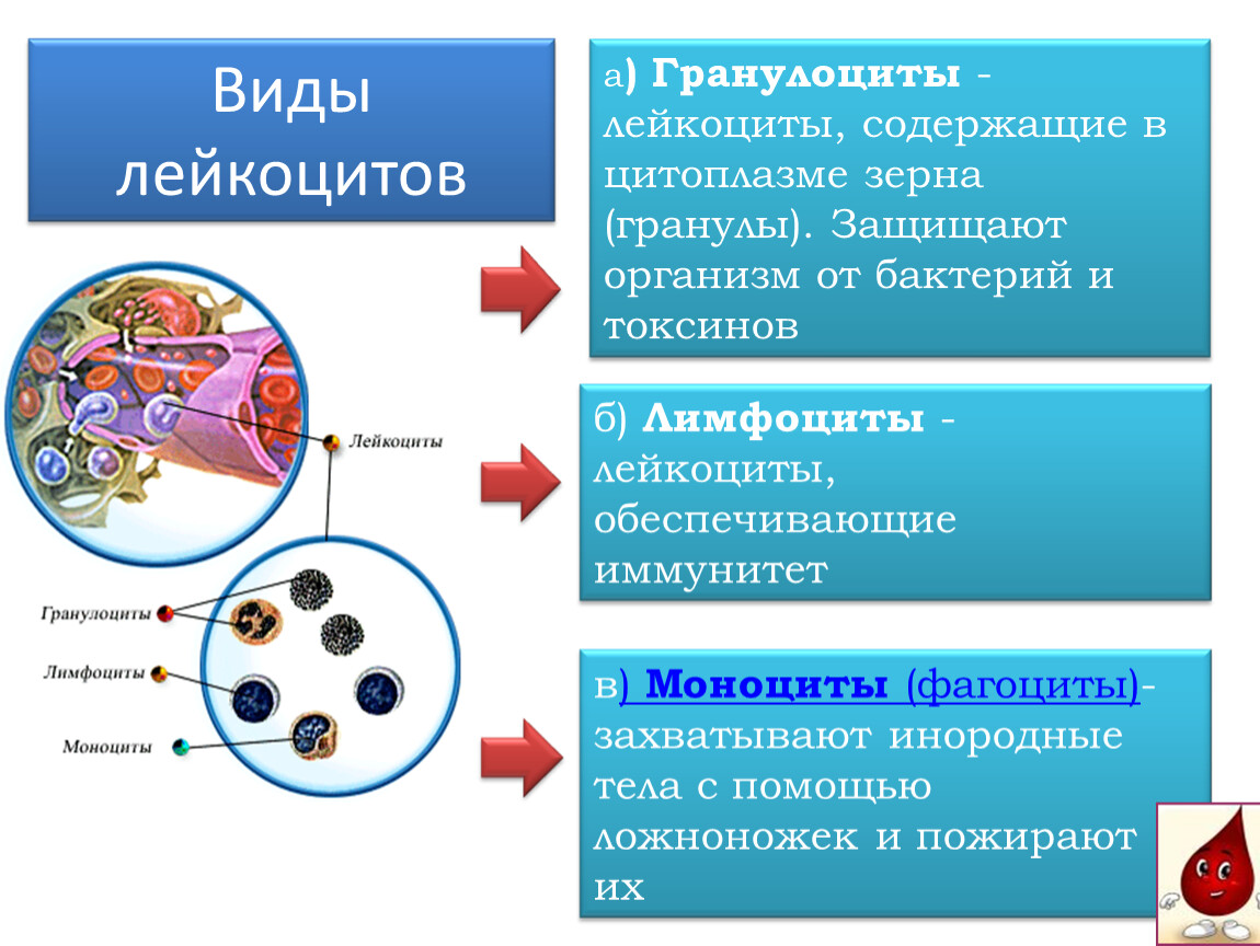 Виды лейкоцитов. Лейкоциты виды лейкоцитов. Типы лейкоцитов таблица. Таблица лейкоциты и их функции.