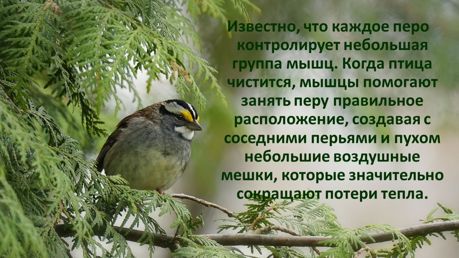 Известно, что каждое перо контролирует небольшая группа мышц