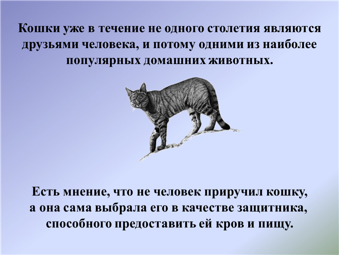 Чем отличаются одомашненные животные от диких видов