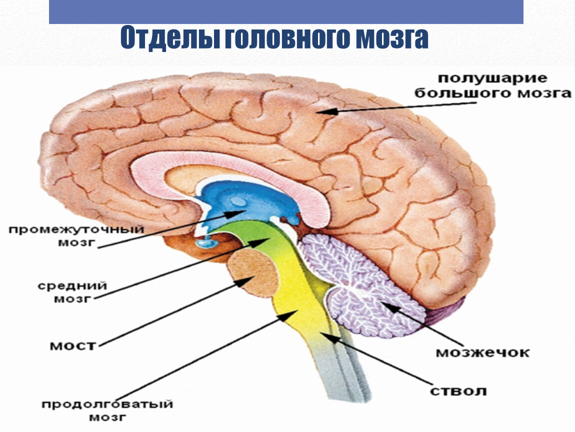 Основные отделы головного мозга человека